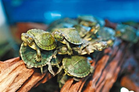 長尾龜跟魚一起養|魚中魚─靈獸烏龜的飼養方法